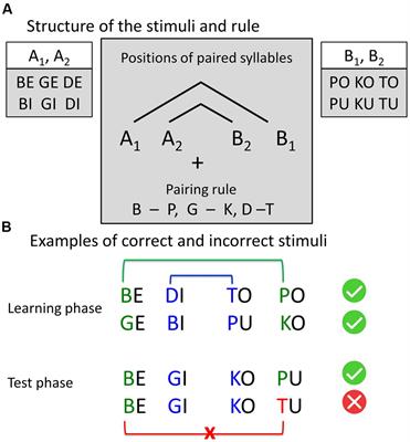 Fronto-Parietal Contributions to Phonological Processes in Successful Artificial Grammar Learning